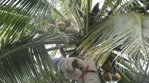 'Trẻ hóa' những vườn dừa già cỗi