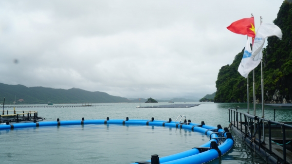 HDPE và ống kẽm là vật liệu làm lồng bè nuôi biển ưu việt nhất