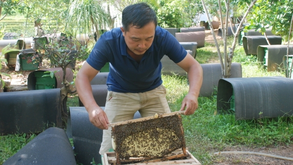 Người sở hữu 700 đàn ong mật ở Mù Cang Chải