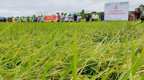 Giống lúa ThaiBinh Seed năng suất 'vô đối' trên đất cằn Tây Nguyên