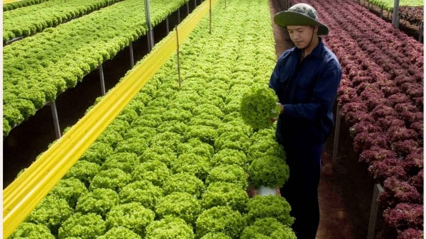 9 tháng đầu năm, Lâm Đồng tăng gần 790ha nông nghiệp công nghệ cao
