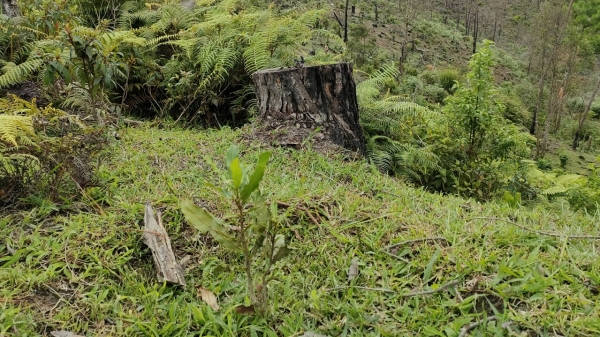 Dự án phá 200ha rừng thông để trồng mắc ca và cái kết 'đắng lòng'