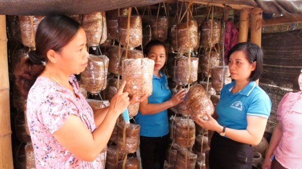 Người phụ nữ mở nghề trồng nấm ở Lang Chánh