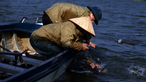Kiếm tiền triệu mỗi ngày từ nuôi cá mè trên hồ Núi Cốc