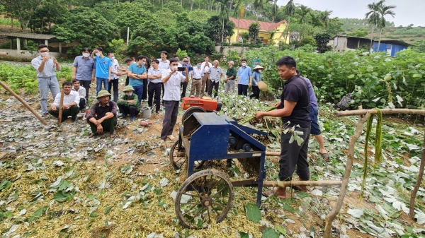 Cây gai xanh chiếm trọn cảm tình nông dân xứ Tuyên