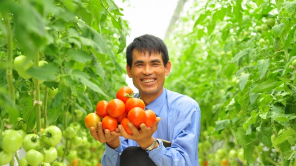 90% giống rau, hoa của Lâm Đồng được nhập khẩu từ 19 nước
