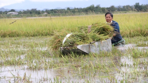 Khoảng 1.400ha cây trồng bị ngã, đổ, ngập nước do bão Noru