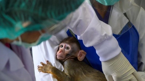 Sớm ban hành tiêu chuẩn chẩn đoán, xét nghiệm bệnh đậu mùa khỉ trên động vật