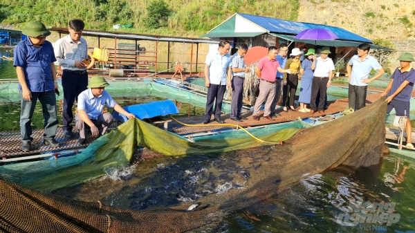 Thủy sản lòng hồ Tuyên Quang bứt phá với cá đặc sản và công nghệ cao