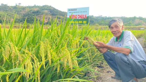 Lên Tây Nguyên nghe nông dân nhận xét giống lúa của Vinaseed