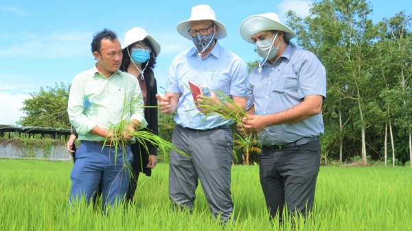 Kiên Giang dành 400.000ha trồng lúa theo đặt hàng