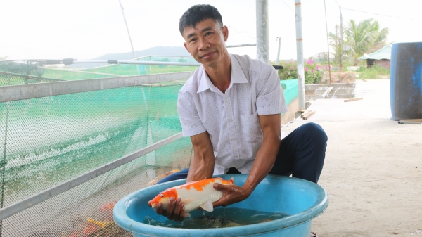 Ấp ủ nâng tầm thương hiệu cá chép Koi Việt Nam