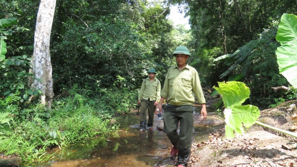 Hỗ trợ bảo vệ rừng bèo bọt, hơn 2.300 người nghỉ việc