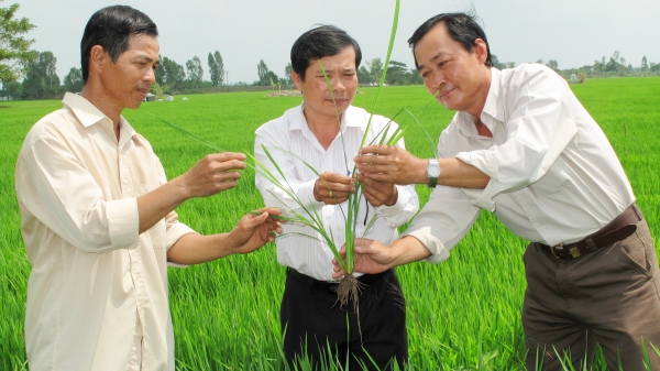 Hơn 7 triệu Euro giúp nông dân ĐBSCL 'sản xuất xanh' lúa gạo và xoài