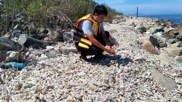 Cấp bách phục hồi rạn san hô vịnh Nha Trang