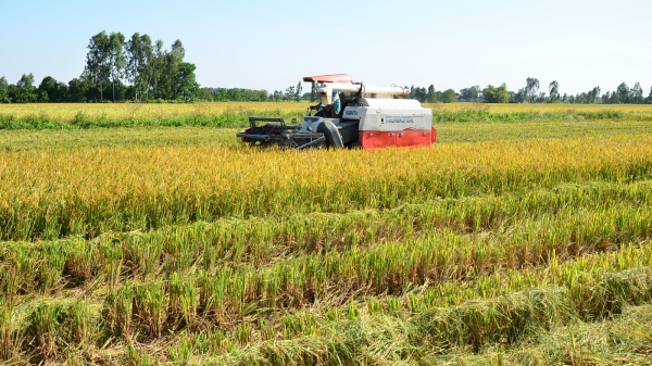 Từ hạt gạo Bảo Minh nghĩ về chuỗi chế biến nông sản Hà Nội