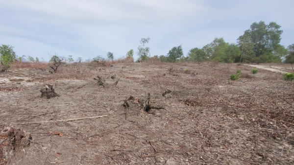Xem xét trách nhiệm chủ rừng khi rừng phòng hộ bị chặt phá