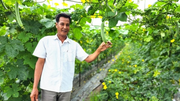 Hộ Khmer thoát nghèo sau 2 năm làm nông nghiệp tuần hoàn