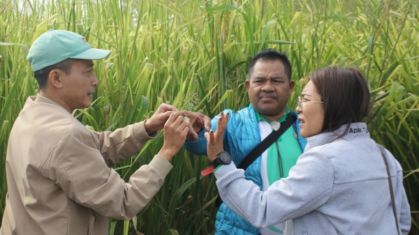 Cục Chăn nuôi Thái Lan thăm, chia sẻ việc phát triển cây thức ăn chăn nuôi