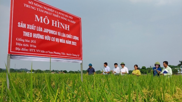 Cây lúa Nhật trên đất ngàn năm văn vật