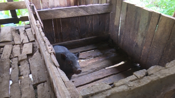 Người chăn nuôi mong có chính sách hỗ trợ dịch tả lợn Châu Phi