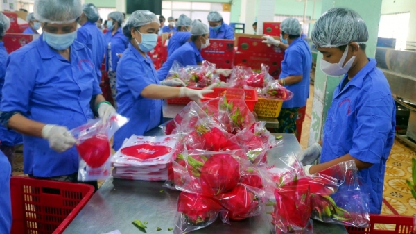 Thanh long Bình Thuận kỳ vọng thị trường khởi sắc dịp cuối năm