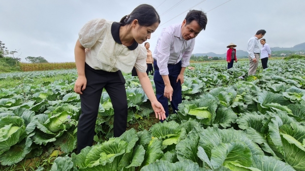 Mô hình IPM được nông dân xứ Tuyên hào hứng áp dụng