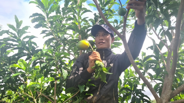 Vú sữa Hoàng Kim: Cây trồng mới ở huyện vùng sâu Kbang