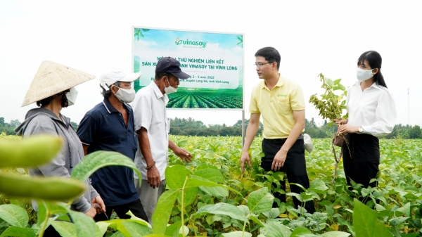 Đậu nành Việt chinh phục thị trường dinh dưỡng thực vật thế giới