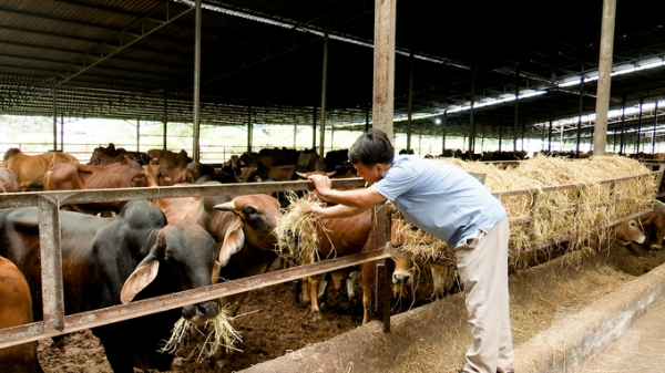 Những trại bò vỗ béo lớn nhất Đông Nam bộ