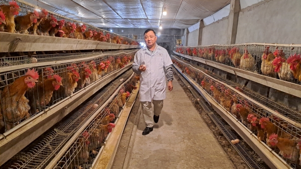 Người đầu tiên ở Việt Nam sản xuất được gà giống bằng thụ tinh nhân tạo