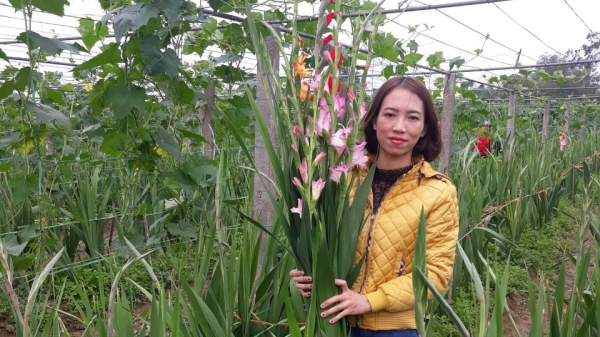 Hoa lay ơn, cơ hội còn rộng mở ở Nghệ An