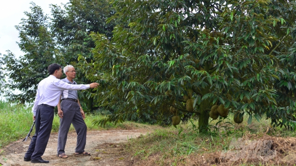Lâm Đồng đề nghị đẩy nhanh cấp mã số vùng trồng cho sầu riêng
