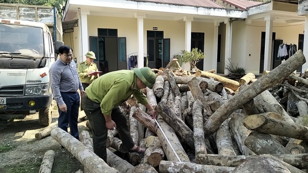 Mở rộng điều tra vụ phá rừng quy mô lớn tại Thanh Hóa