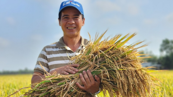 Sản xuất lúa các bon thấp, lợi nhuận tăng đáng kể