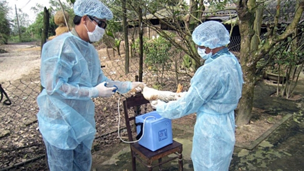 Nguy cơ bùng phát dịch cúm gia cầm tại Thừa Thiên – Huế