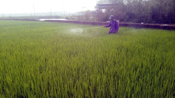 Hơn 800ha lúa ở Thừa Thiên - Huế bị nhiễm đạo ôn