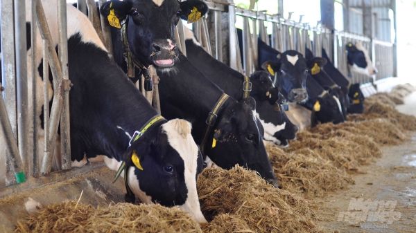 Nâng tầm quy mô, chất lượng bò sữa ở Lâm Đồng