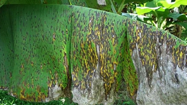 Bệnh đốm lá Sigatoka xuất hiện, gây hại chuối tại Lào Cai