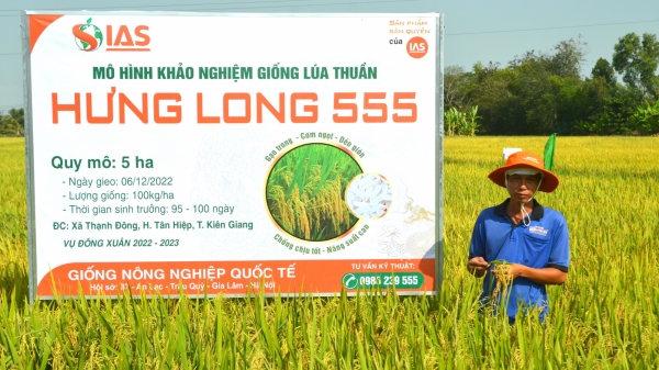 Giống lúa Hưng Long 555: Gạo đẹp, năng suất cao, chống chịu tốt