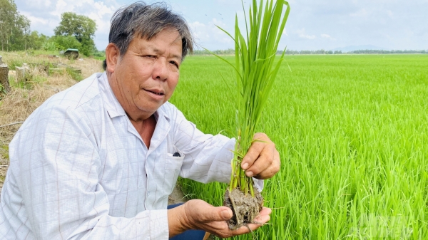 An Giang mở rộng trồng lúa Nhật theo hướng hữu cơ để xuất khẩu