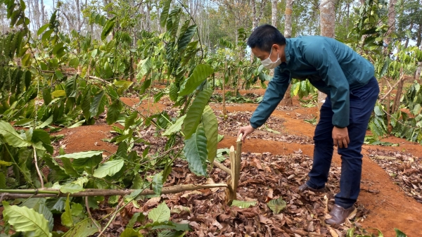 Hàng ngàn cây cà phê bị chặt phá nghi do tranh chấp đất đai
