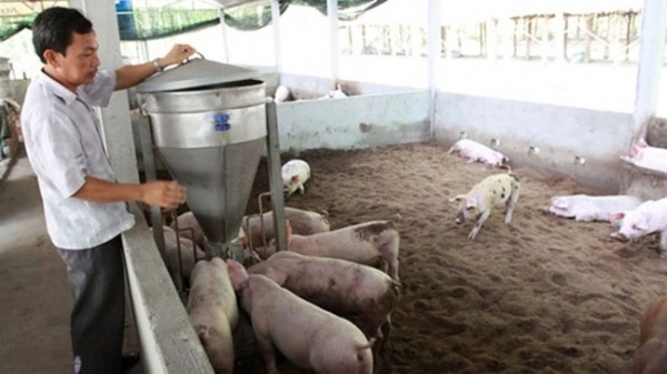 Hiến kế tháo 'điểm nghẽn' cho nông nghiệp tuần hoàn trong chăn nuôi