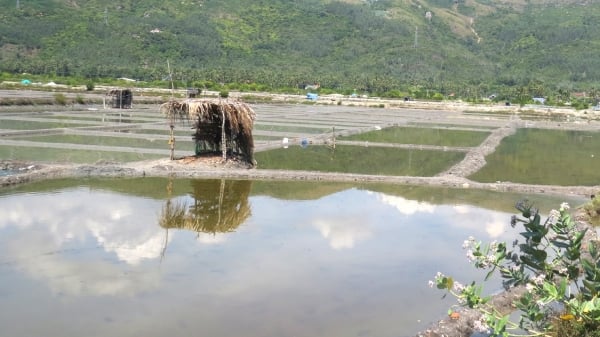 Diêm dân 'treo' ruộng muối vì thiếu nước mặn