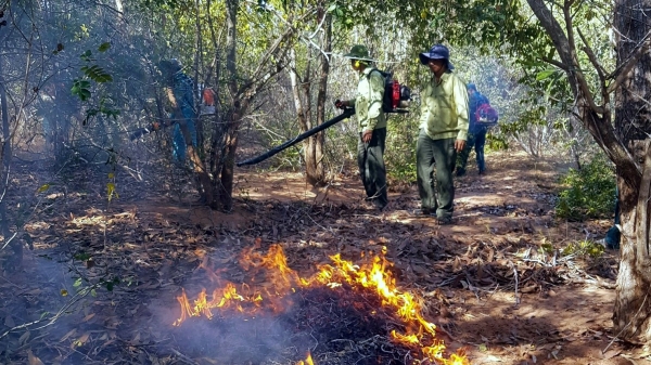 Ứng phó cháy rừng [Bài 1] Bình Thuận nguy cơ cao cháy rừng khộp