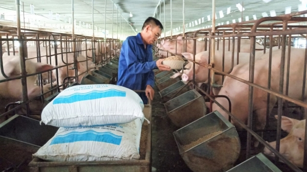 Nghịch lý giá thức ăn chăn nuôi phi mã, giá lợn hơi giảm sâu