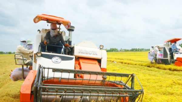 World Bank dự kiến tài trợ 120 triệu USD cho Đề án 1 triệu ha lúa