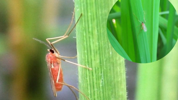 Muỗi hành gây hại lúa và và cách phòng trị