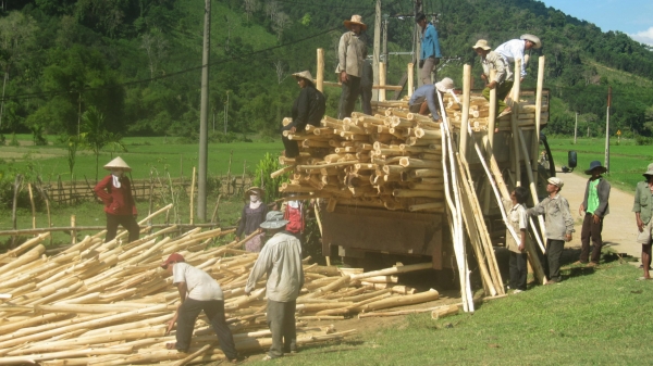 Giá thu mua gỗ rừng trồng giảm 600.000 đồng/tấn