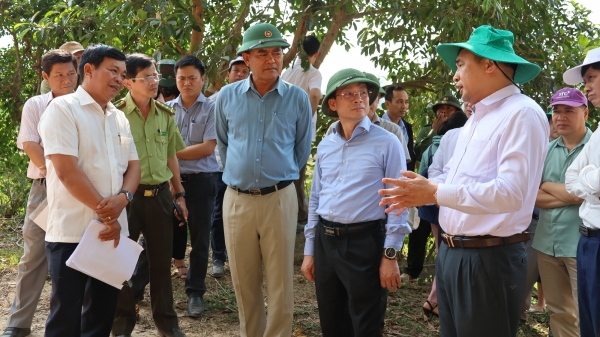 Đoàn công tác Trung ương kiểm tra công tác quản lý bảo vệ rừng tại Đăk Lăk